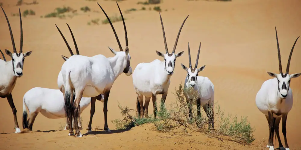 Desert-National-Park