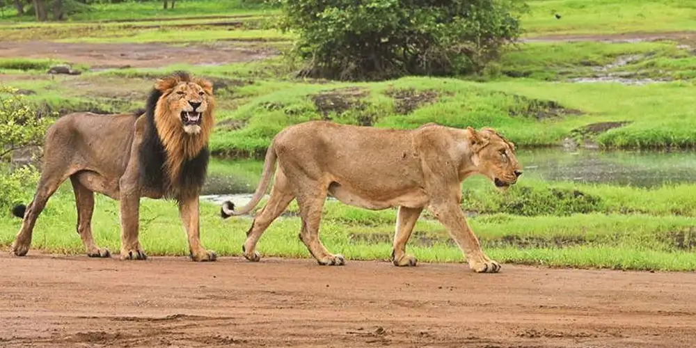 Gir-National-Park