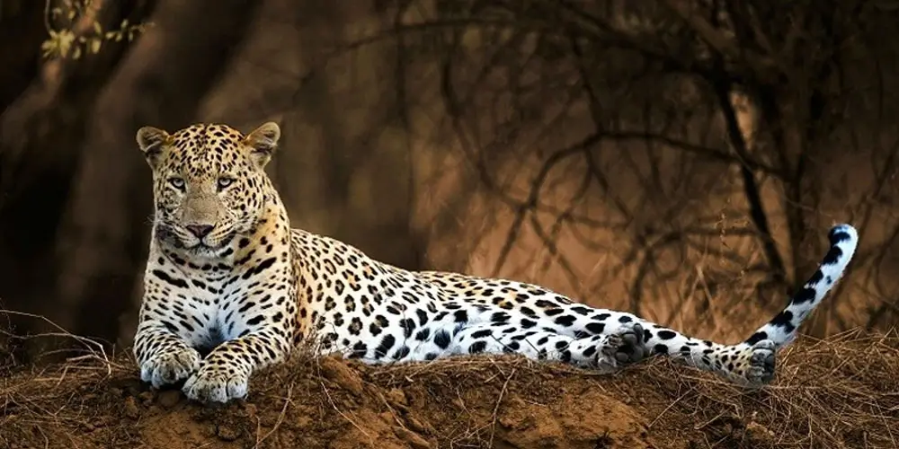 Go-on-a-Leopard-Safarissss