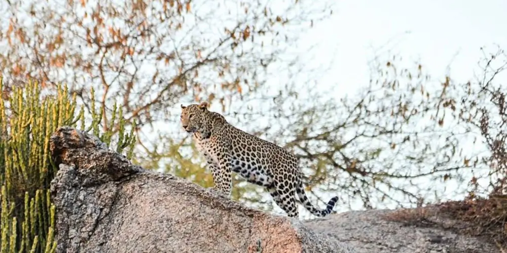 Indian-Leopard