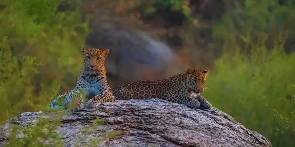 Jawai and Bera – Rajasthan's Best Kept Wildlife Secret