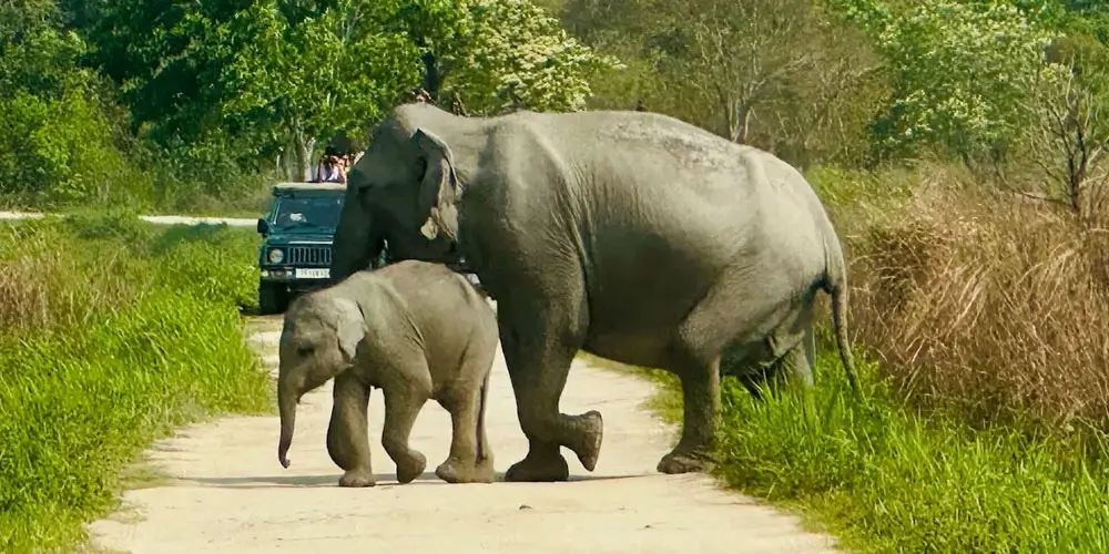 Kaziranga-National-Park