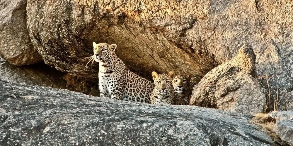 Leopard-Capital