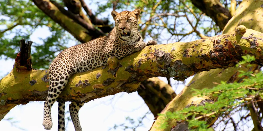 Mount-Abu-Wildlife-Sanctuary