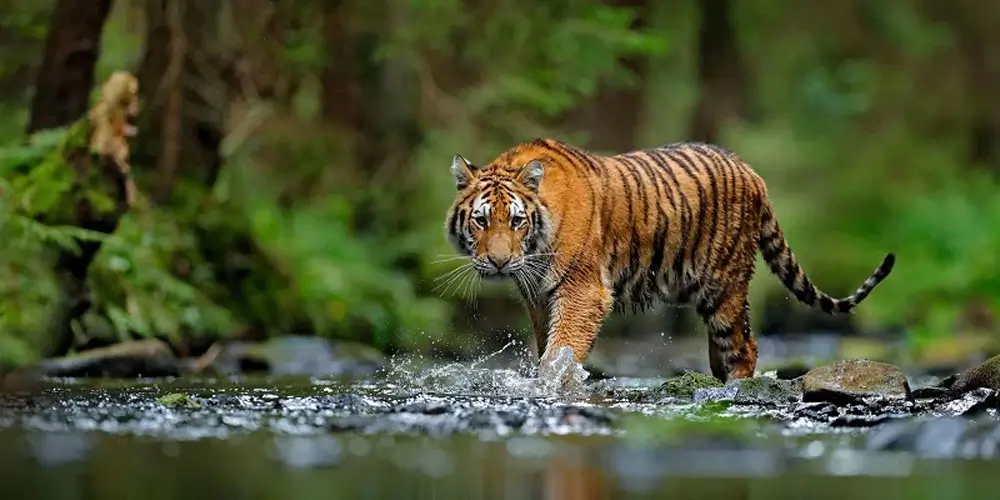 Periyar-Wildlife-Sanctuary