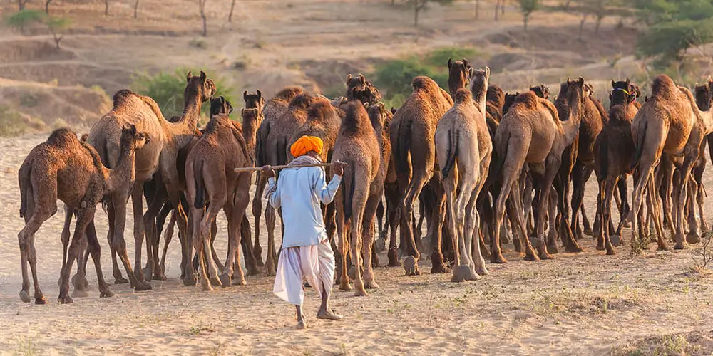 The part that makes Jawai unusual anywhere in the world