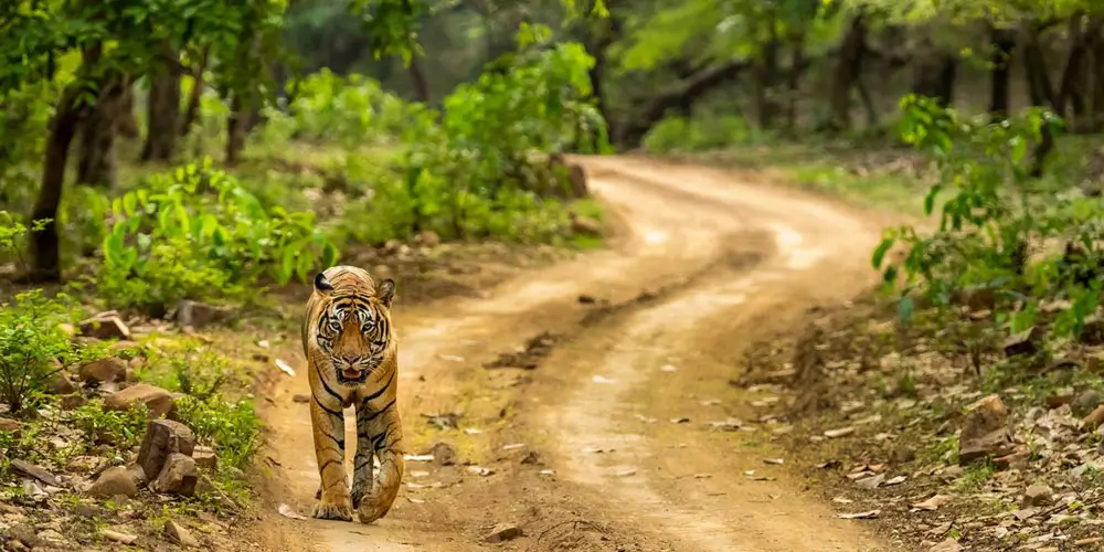 Ranthambore-National-Parkss