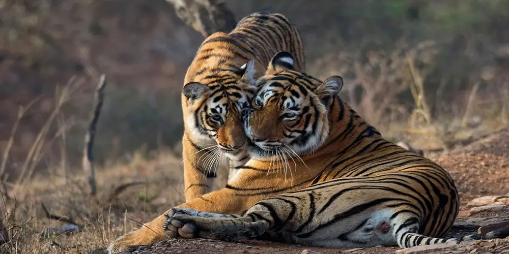 Ranthambore-The-Royal-Legend