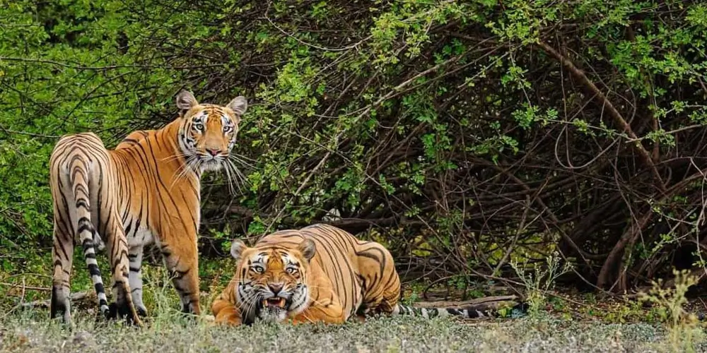 Sariska-Tiger-Reserve