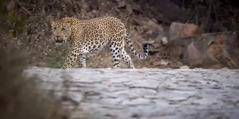 Visit-Ancient-Temples-in-Leopard-Territory