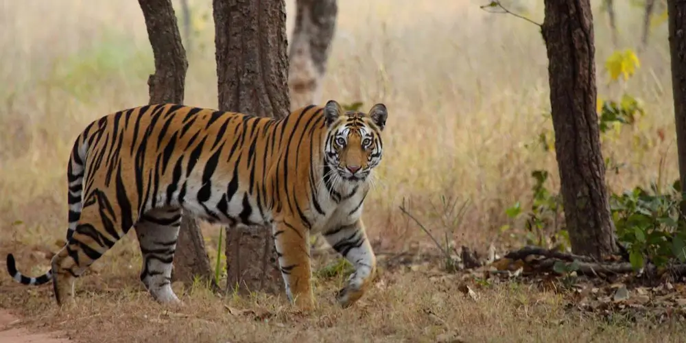 bandhavgarh-national-park