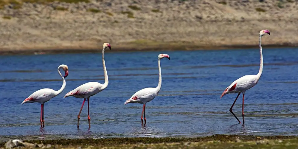 Jawai Dam, Bird Watching and Nature Moments