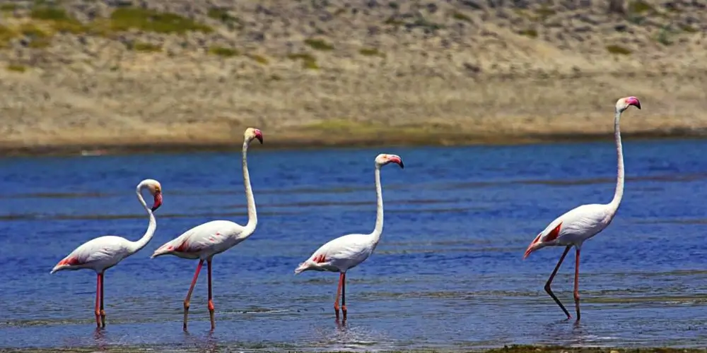 Jawai Dam, Bird Watching and Local Experiences