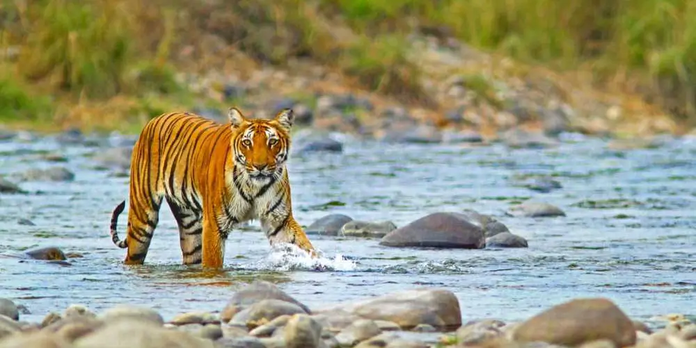 jim-corbett-national-park