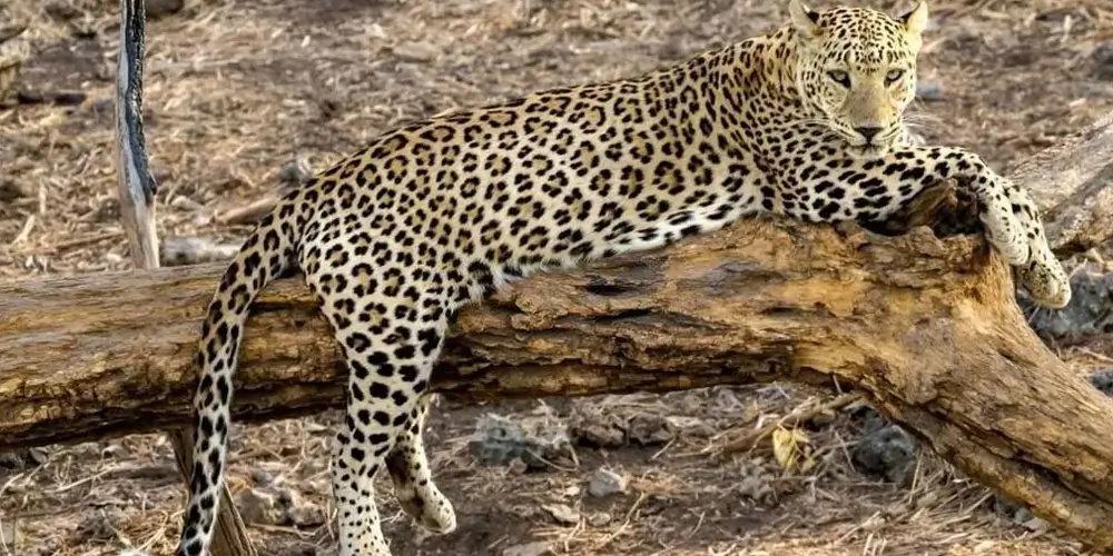 kumbhalgarh-wildlife-sanctuary